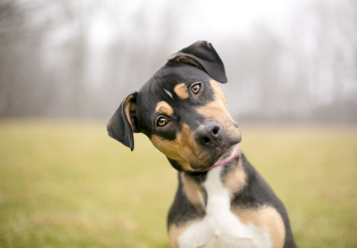 What are the implications of owning or looking after a dangerous dog?