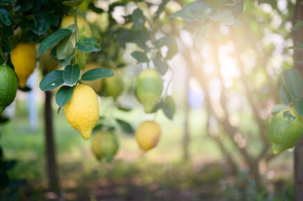 Ripe Lemons or Growing Lemon, Bunch of fresh lemon on a lemon tree branch in sunny garden.