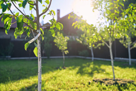 Freshly planted trees